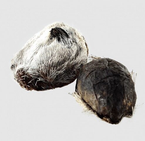 Струя кабарги: полезные свойства средства, обзор доступной продукции